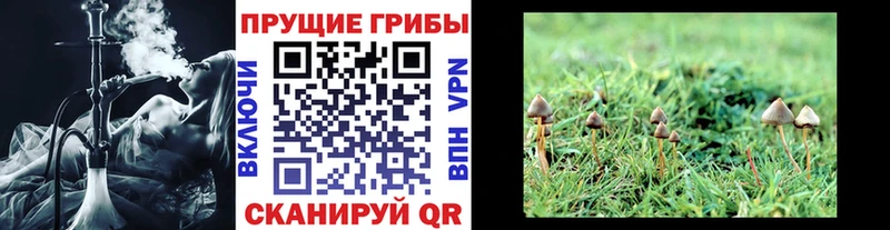 Галлюциногенные грибы Psilocybine cubensis  Тутаев 